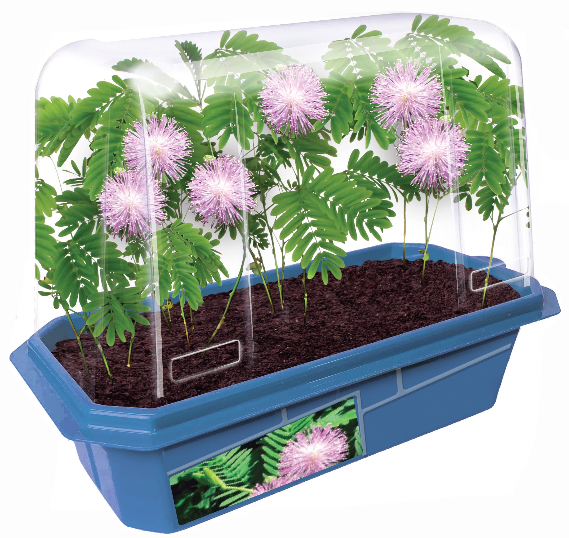 The Astounding Moving Plant Sprouter Terrarium — product image 4