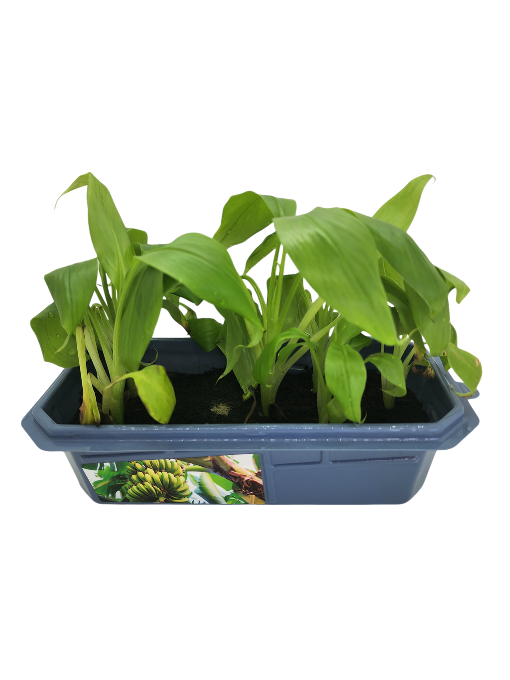 Bountiful Bananas Sprouter Terrarium — product image 2