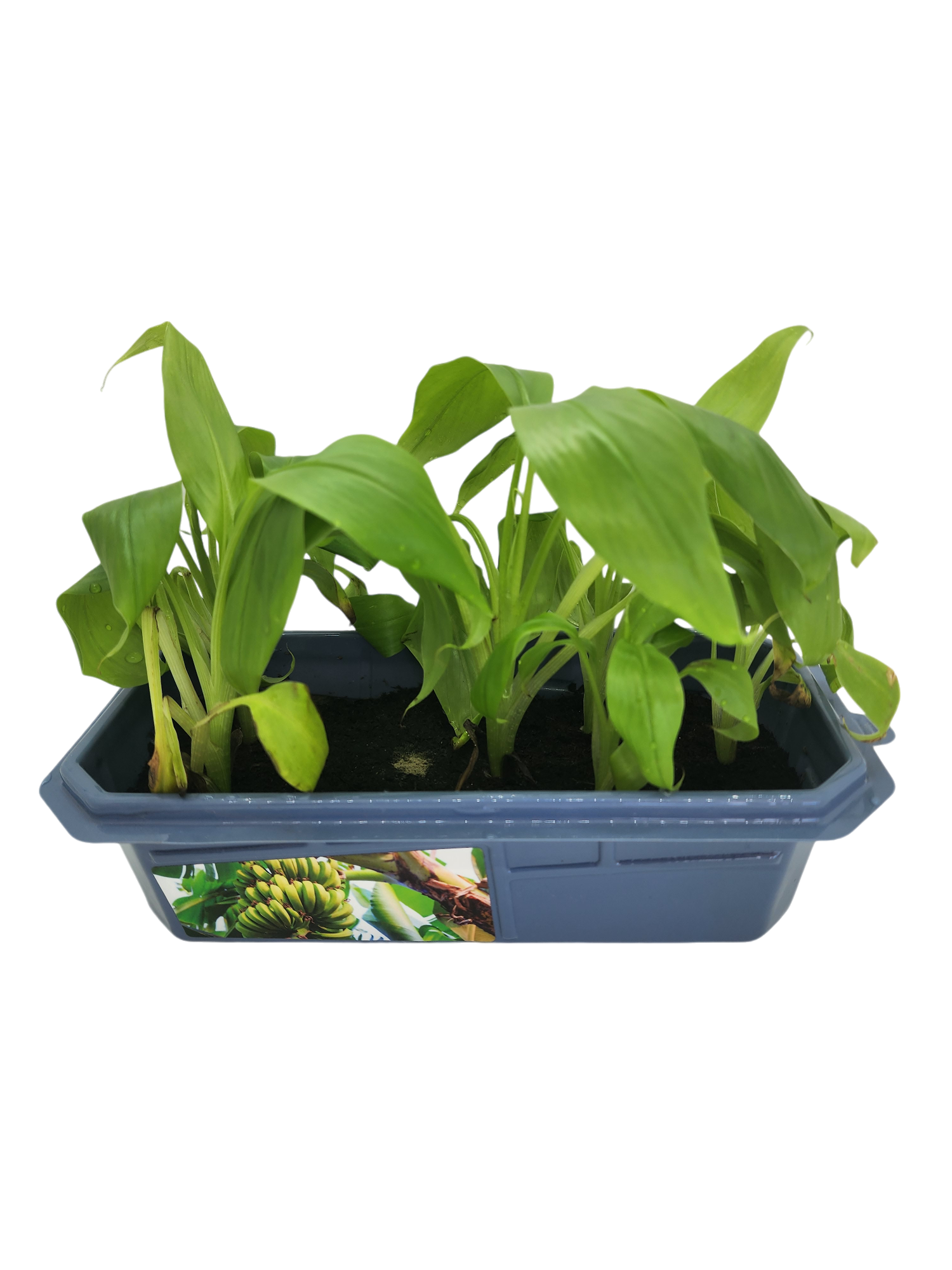 Bountiful Bananas Sprouter Terrarium — product image 2