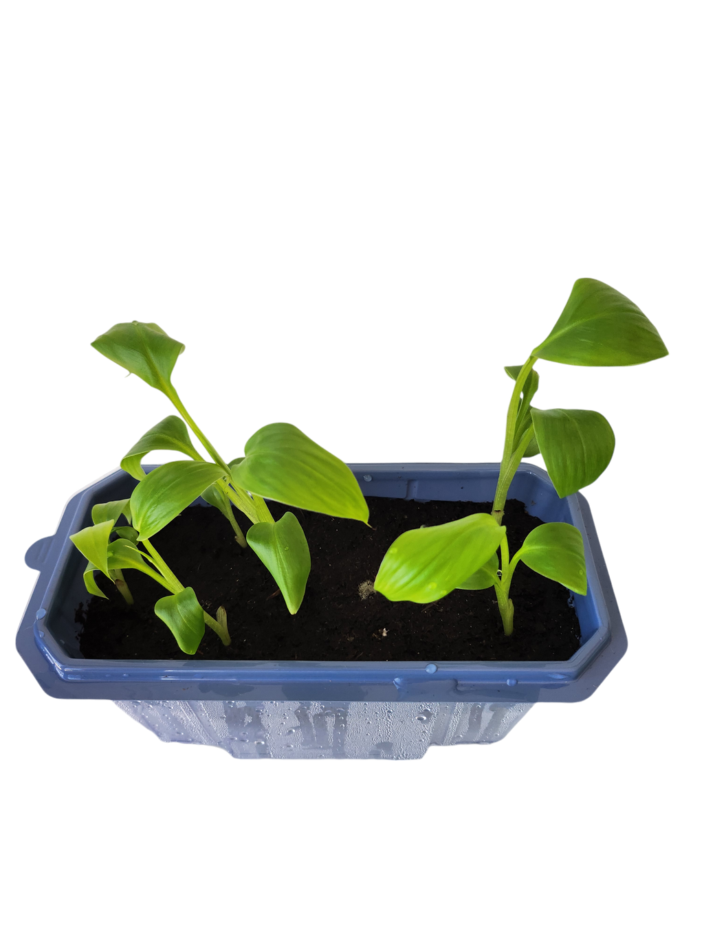 Bountiful Bananas Sprouter Terrarium — product image 3