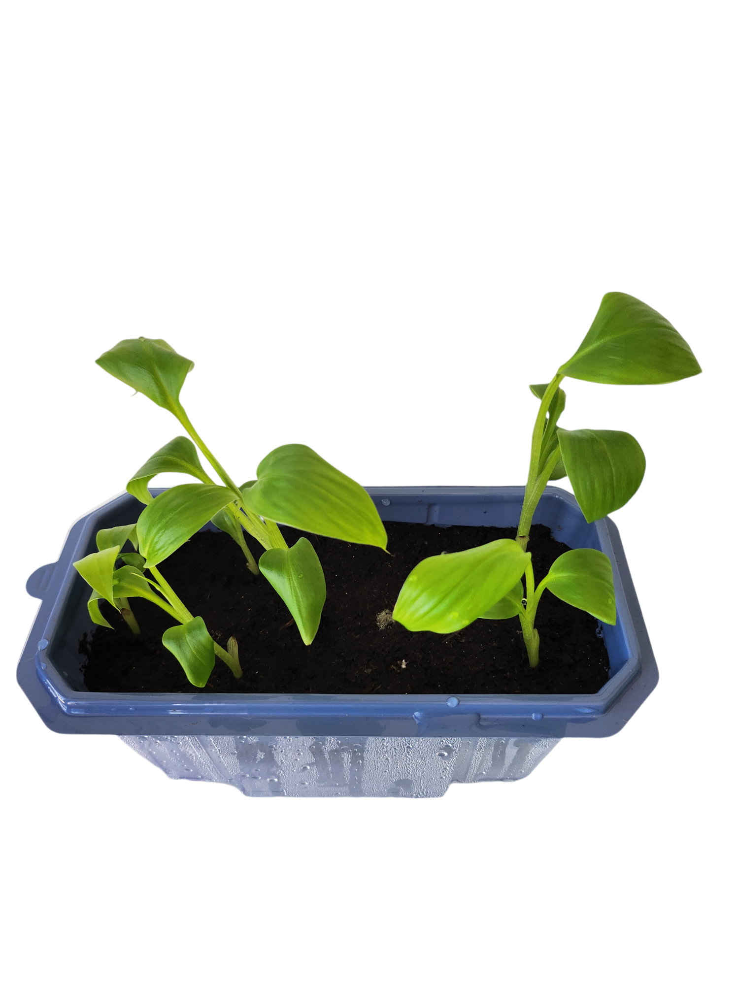 Bountiful Bananas Sprouter Terrarium — product image 3