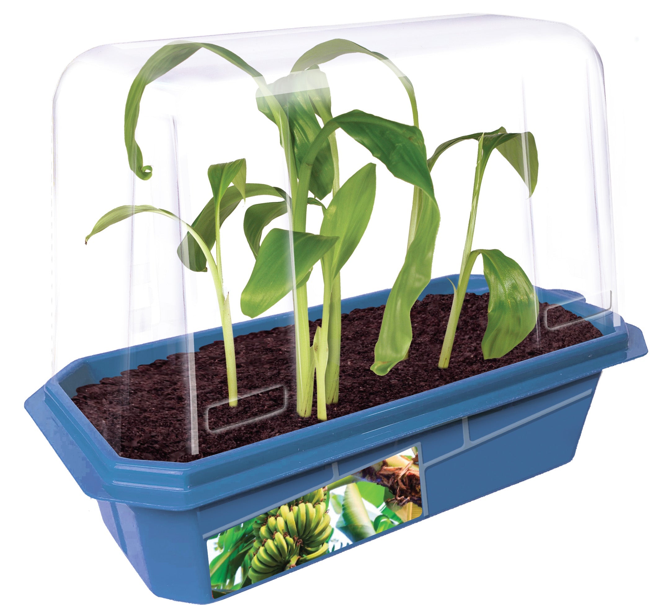 Bountiful Bananas Sprouter Terrarium — product image 4
