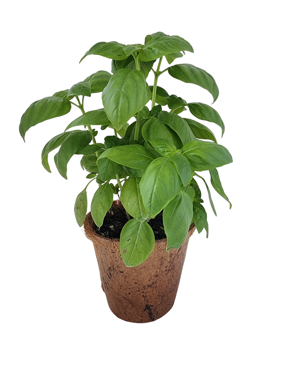 Sweet Basil Plant-It-Starters - Multipack of 4 — product image 2