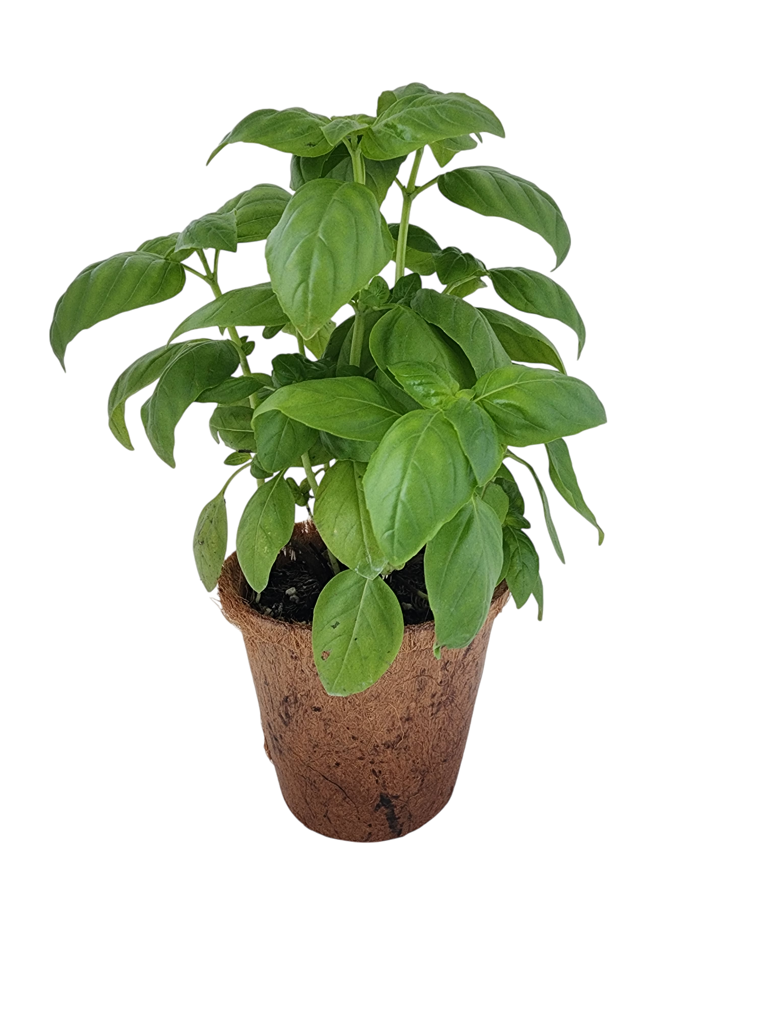 Sweet Basil Plant-It-Starters - Multipack of 4 — product image 2