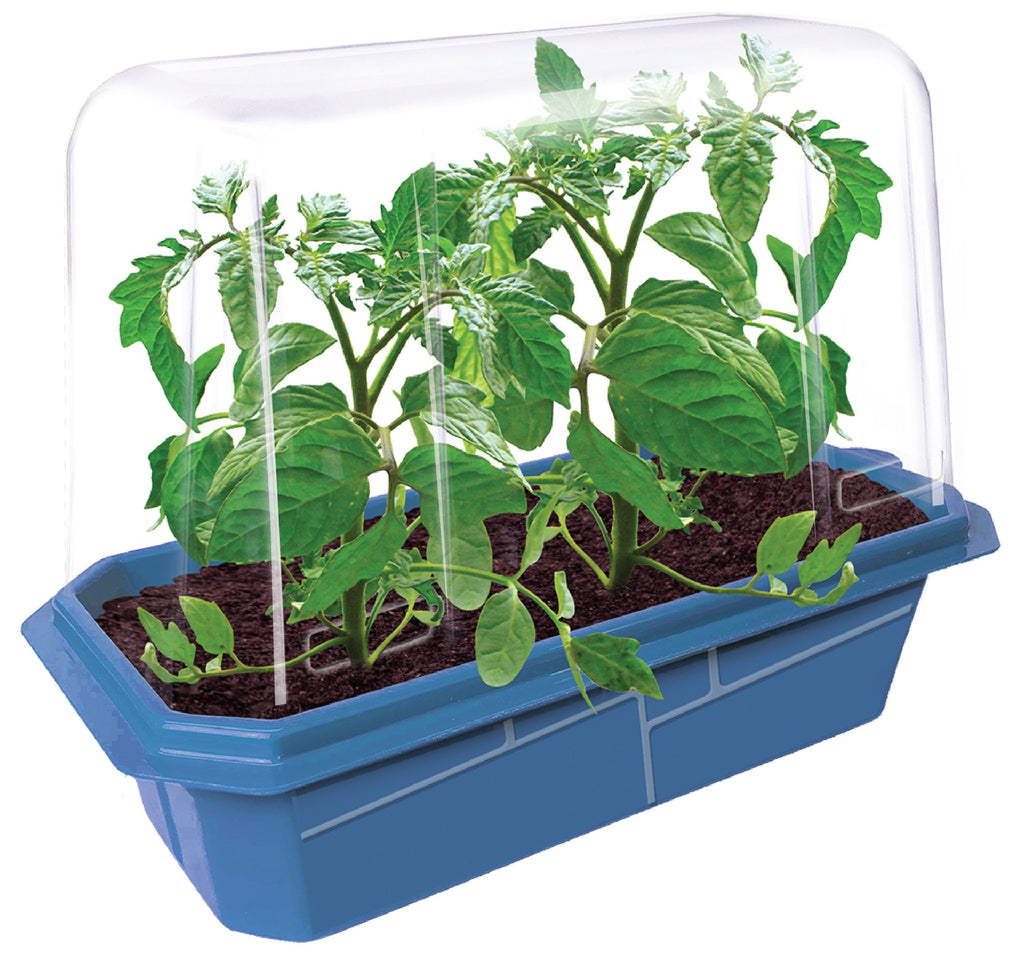Beefsteak Tomatoes Sprouter Terrarium product image 2