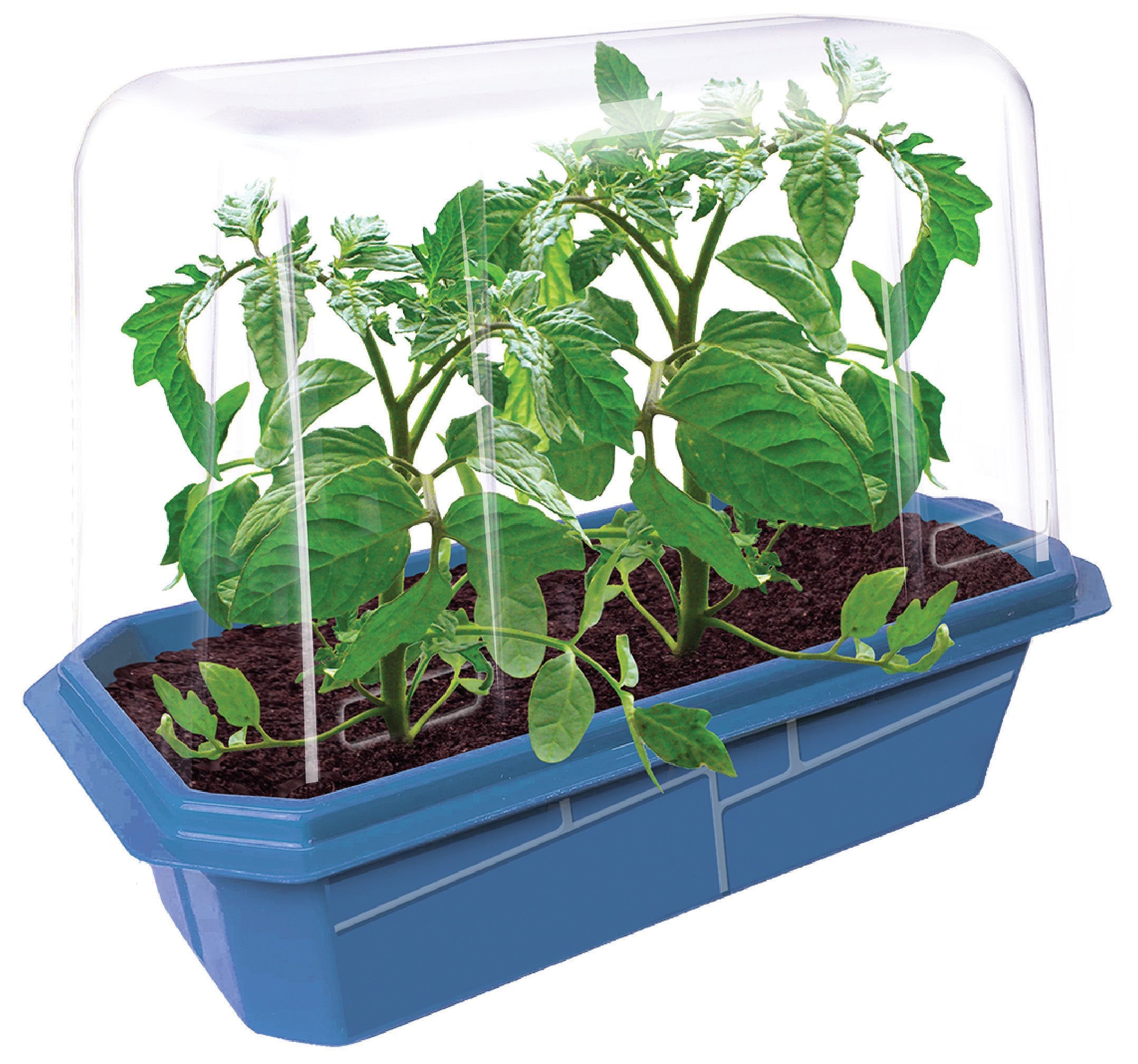 Beefsteak Tomatoes Sprouter Terrarium product image 2