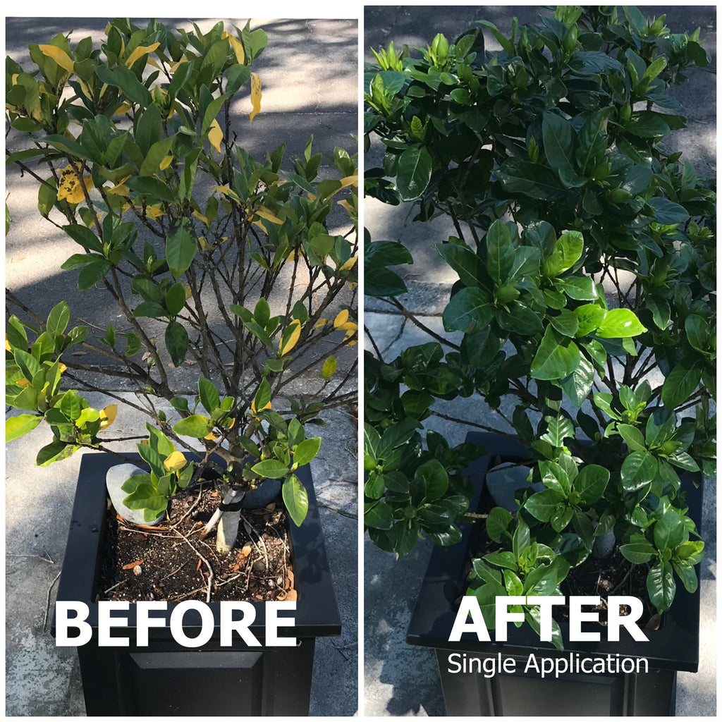 20-20-20 All Purpose Fertilizer with Kelp and Micronutrients product image 4