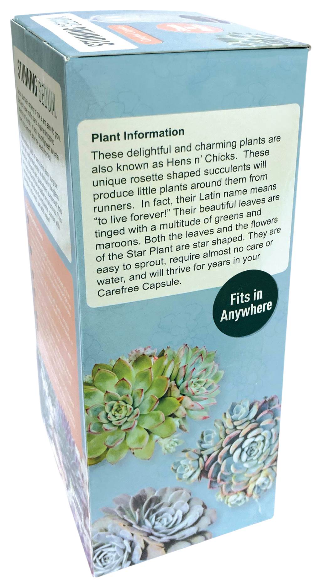Stunning Sedum Glass Terrarium Seed Starting Kit — product image 4