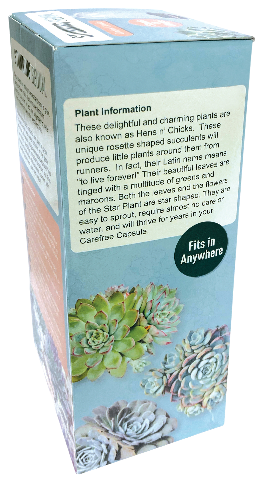 Stunning Sedum Glass Terrarium Seed Starting Kit — product image 4