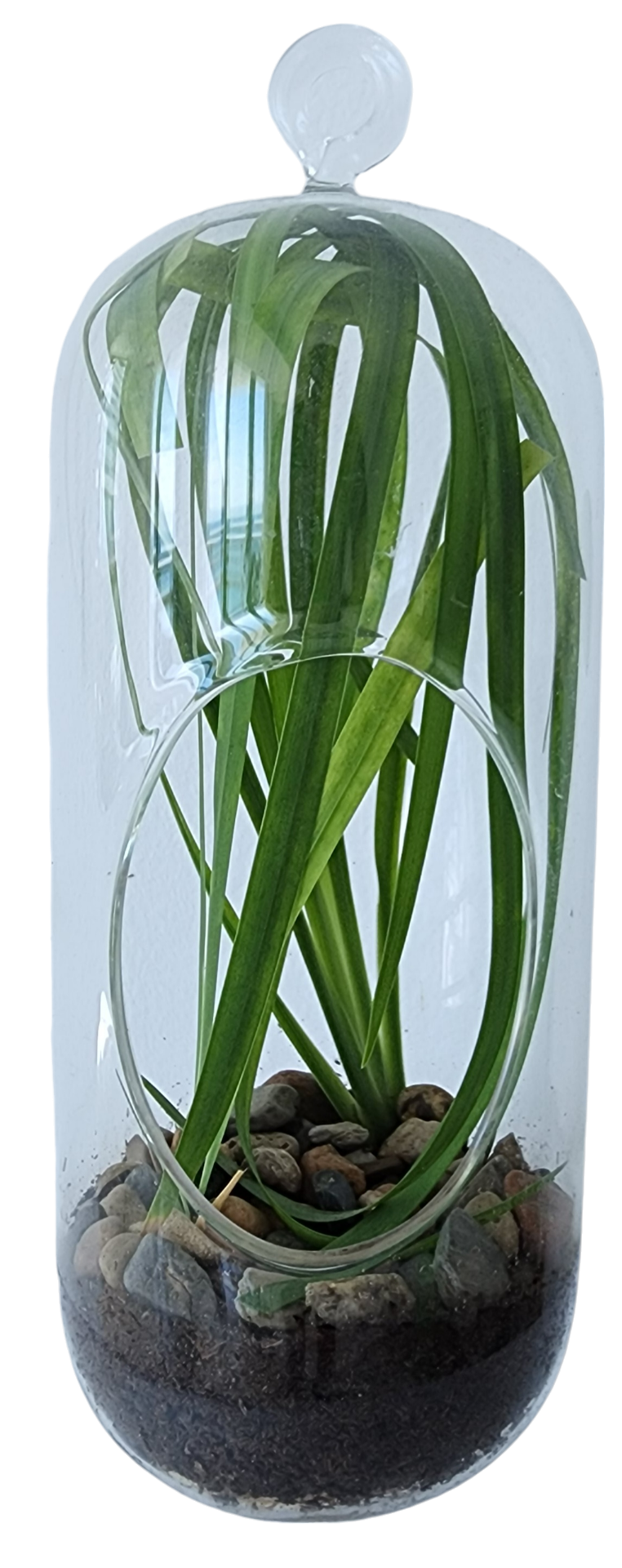 Perfect Palms Glass Terrarium Seed Starting Kit — product image 2