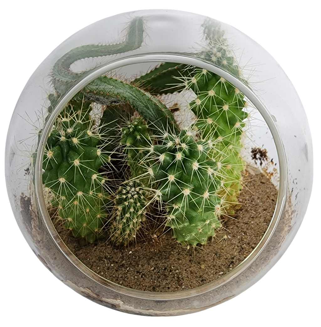 Mini Desert Collection Glass Terrarium Cacti Seed Starting Kit — product image 6