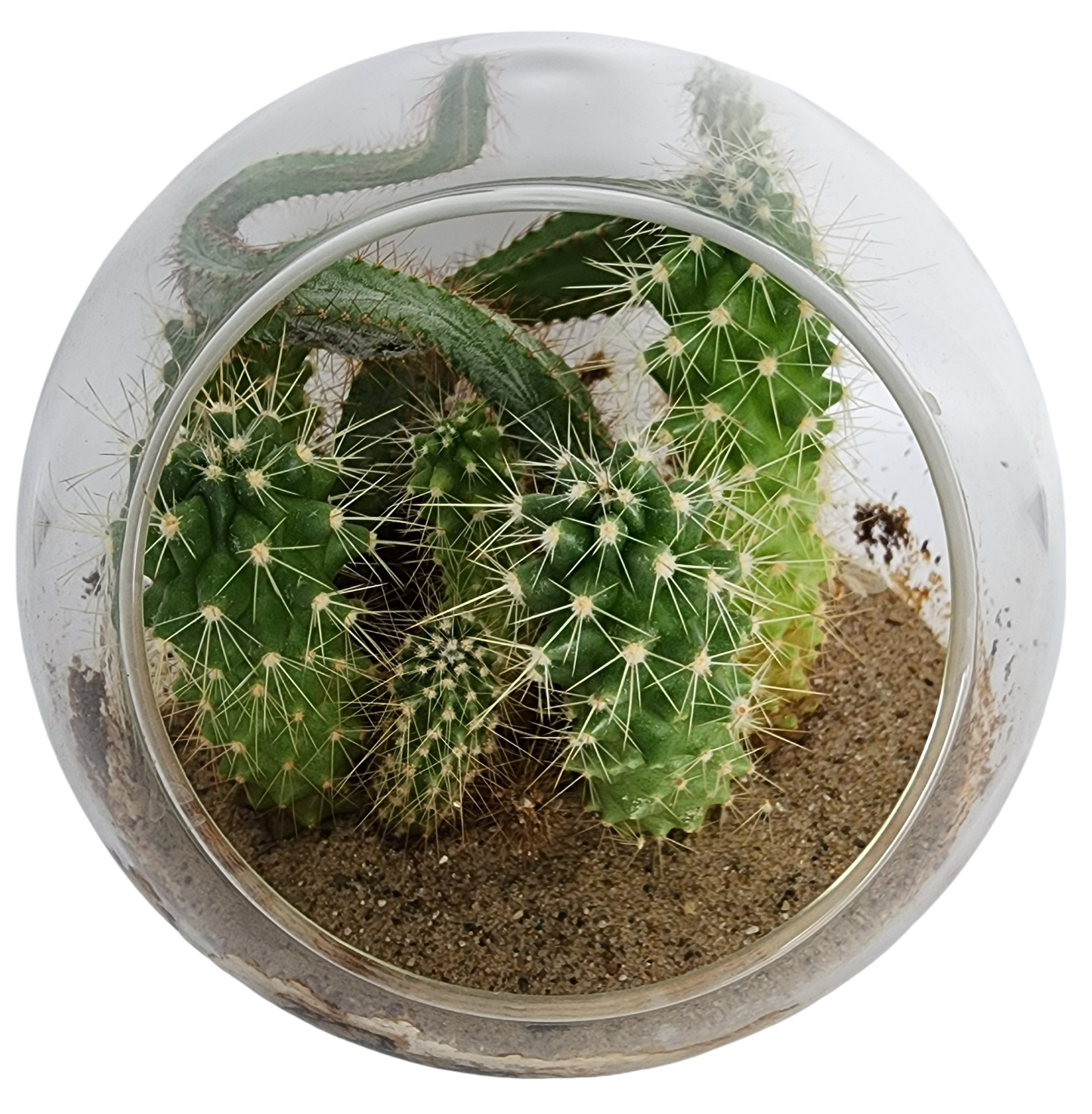 Mini Desert Collection Glass Terrarium Cacti Seed Starting Kit — product image 6