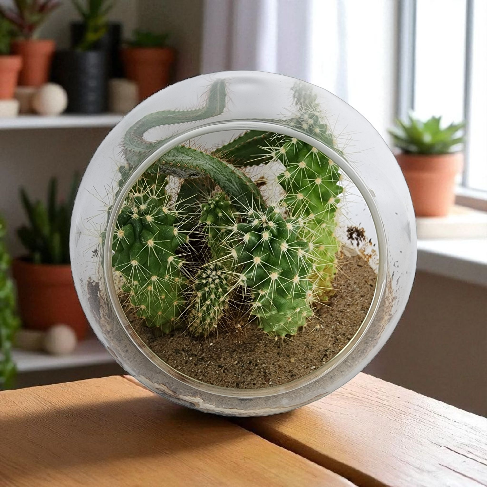 Mini Desert Collection Glass Terrarium Cacti Seed Starting Kit — product image 4