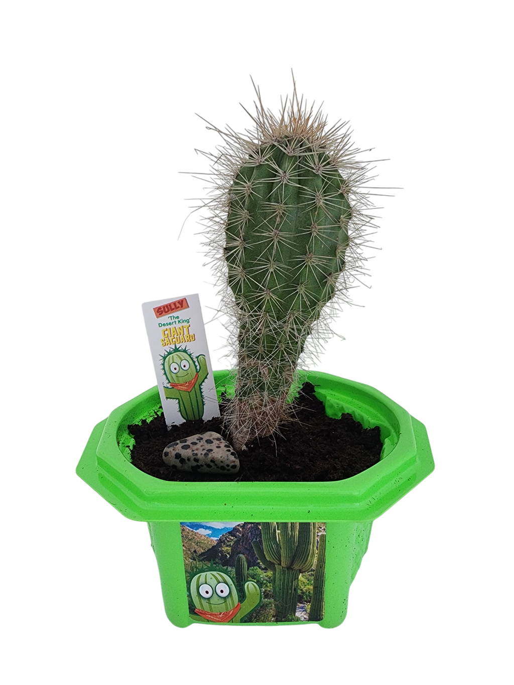 Sully 'The Desert King' Giant Saguaro Micro Dome Terrarium product image 3