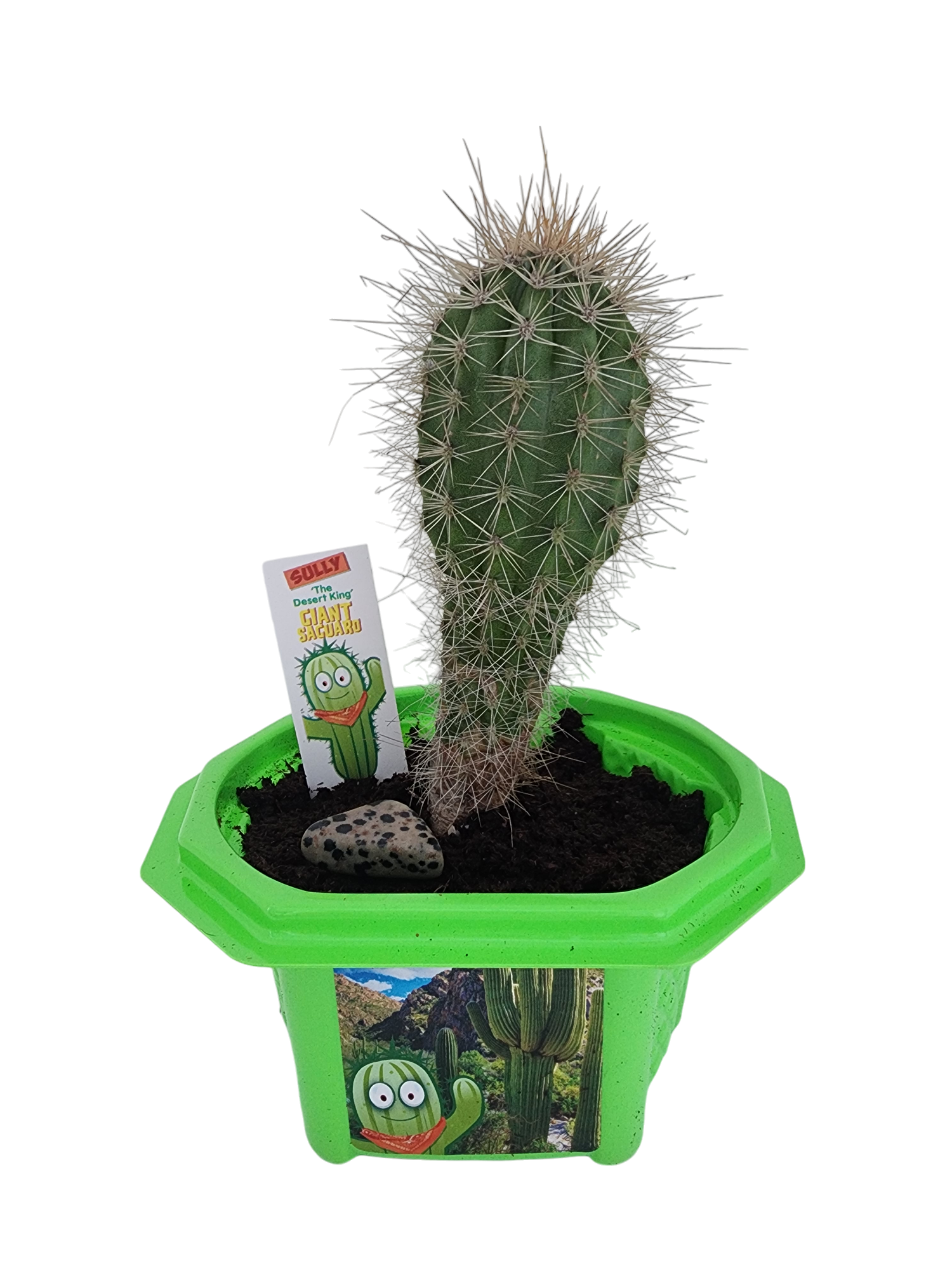 Sully 'The Desert King' Giant Saguaro Micro Dome Terrarium product image 3