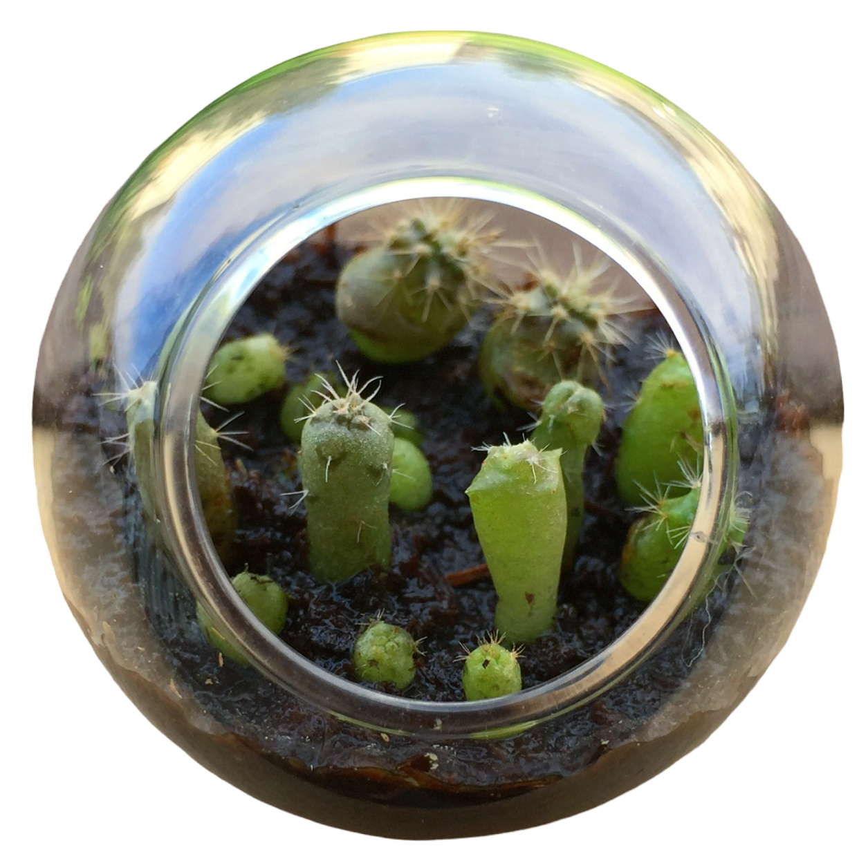 Cacti Tiny Terrariums Bundle - 1 each of 6 Varieties — product image 2