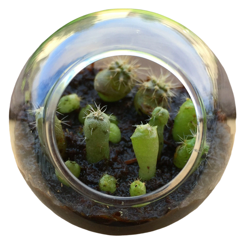 Cacti Tiny Terrariums Bundle - 1 each of 6 Varieties — product image 2