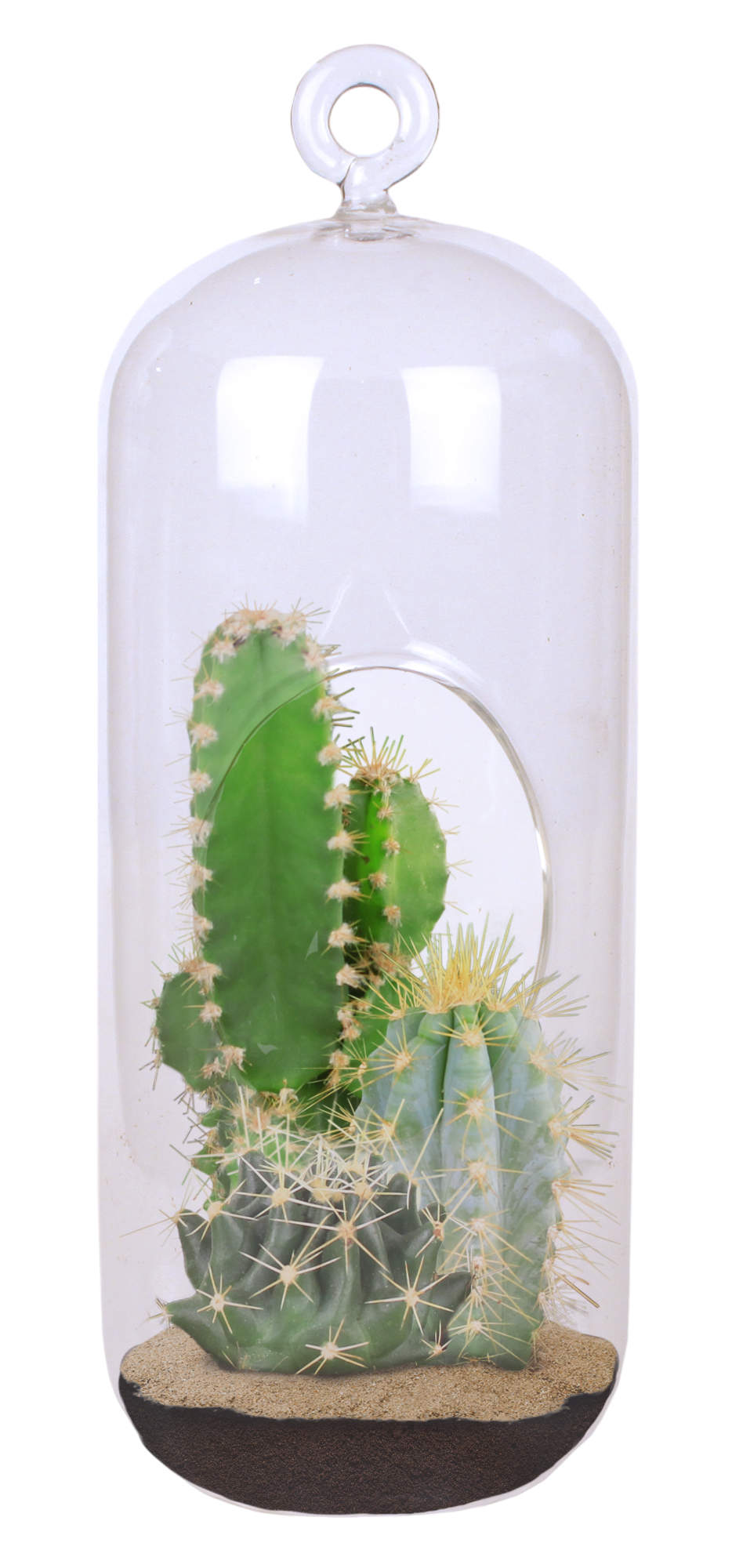 Cacti Collection Glass Terrarium Seed Starting Kit product image 2