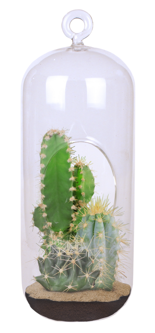 Cacti Collection Glass Terrarium Seed Starting Kit product image 2