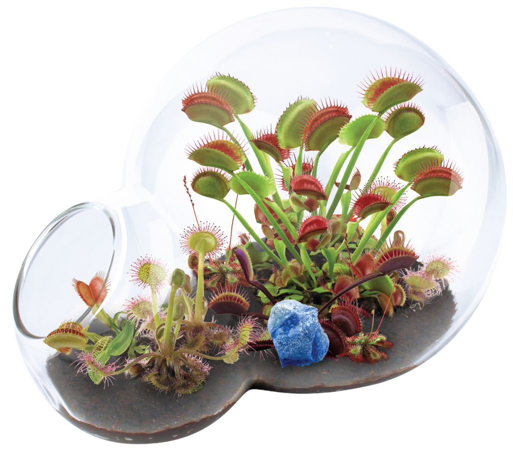 Carnivorous Growarium Meat-Eating Seed Terrarium Kit product image 2