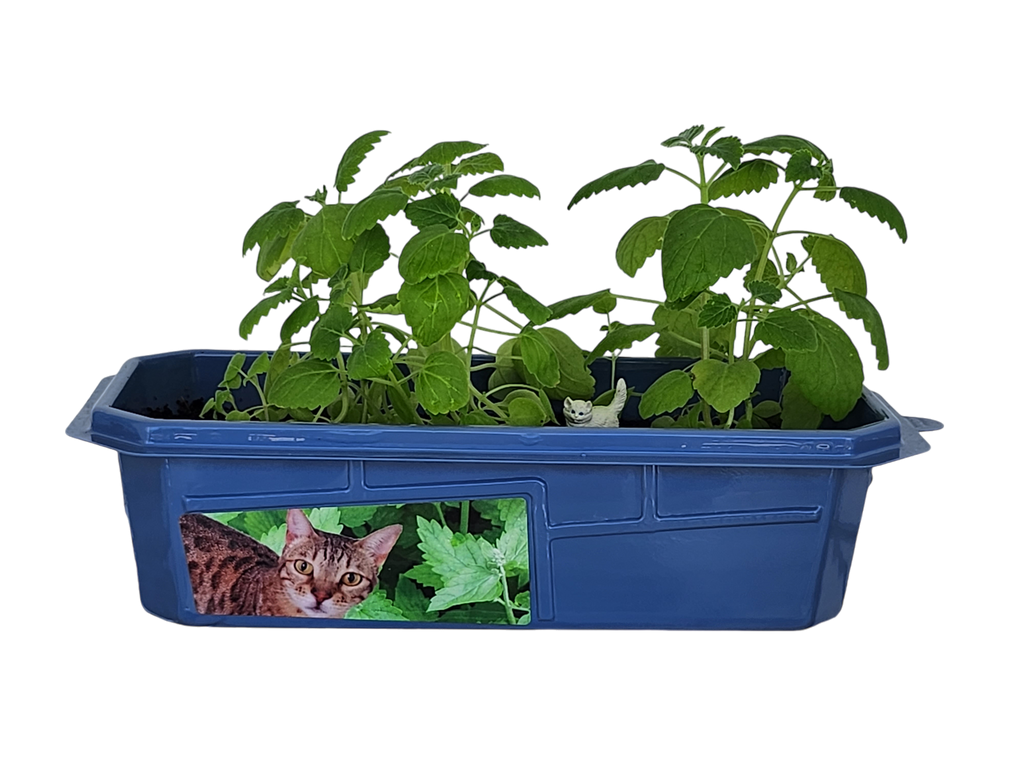 Crazy Cat Plant Mini World Terrarium product image 2
