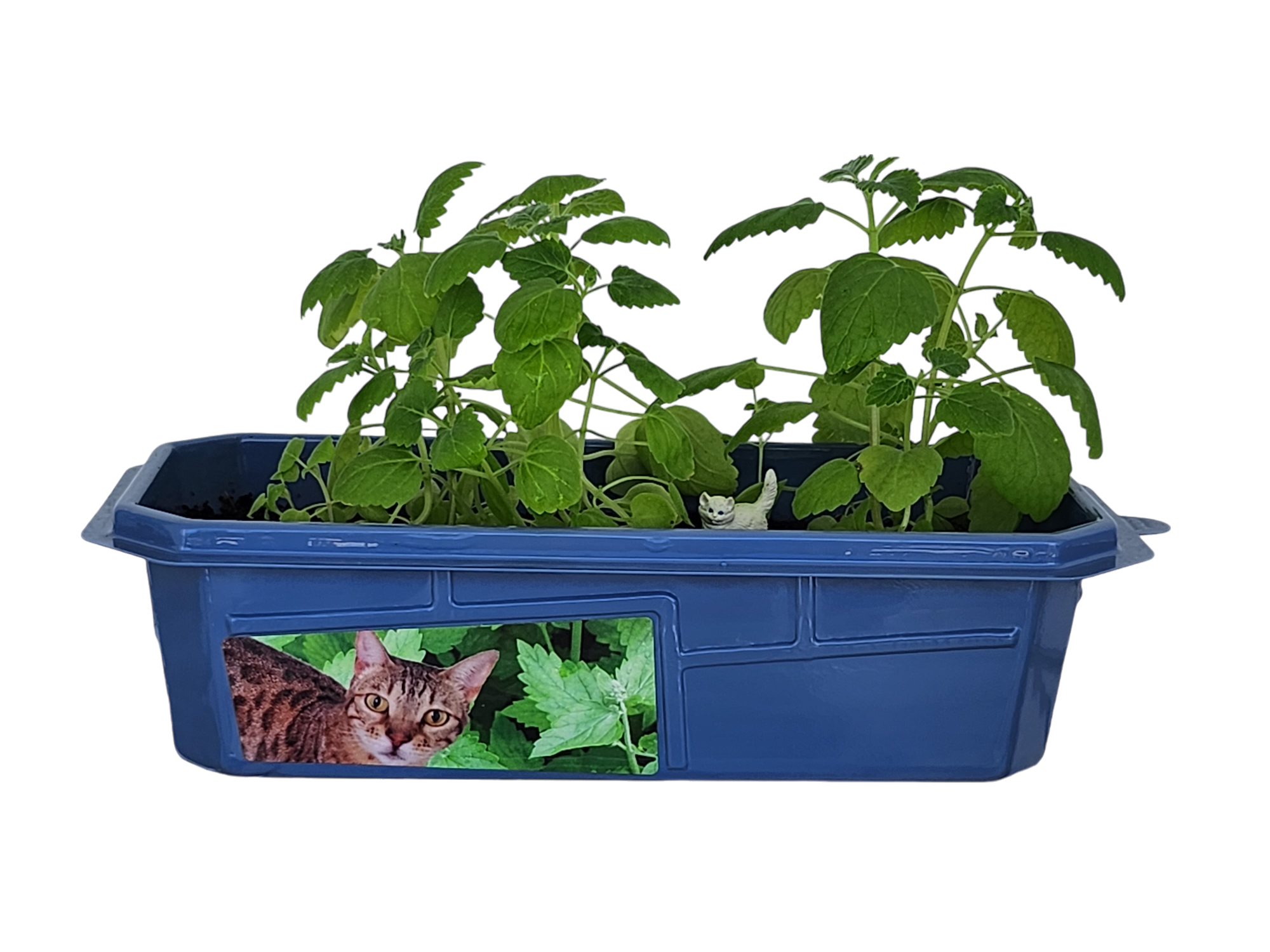 Crazy Cat Plant Mini World Terrarium product image 2