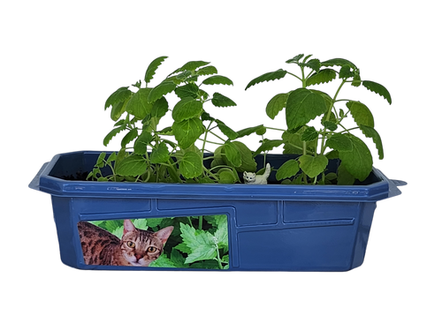 Crazy Cat Plant Mini World Terrarium product image 2