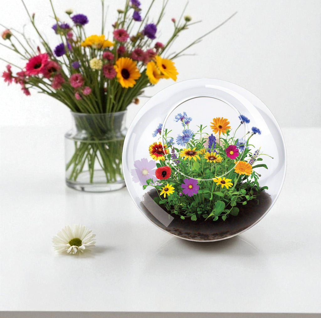 Wildflower Blooms Glass Terrarium Seed Starting Kit — product image 2