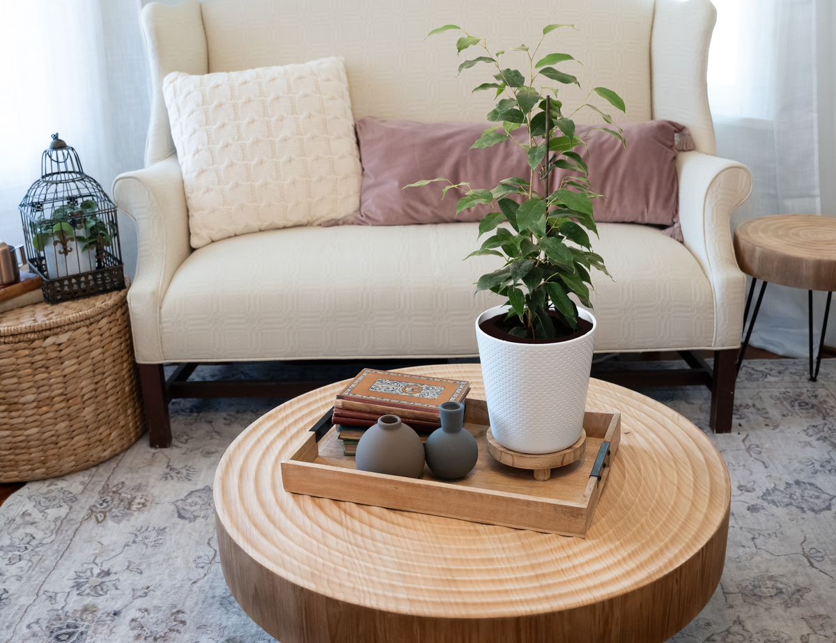 Cling-On Danielle Ficus benjamina product image 2