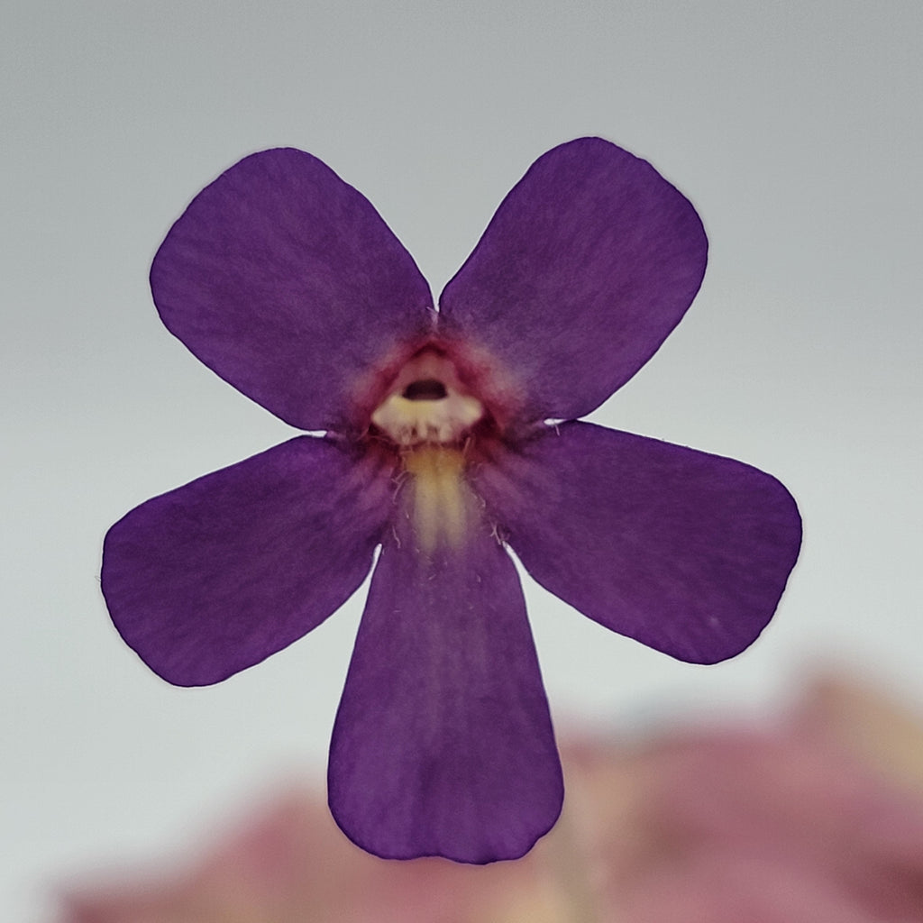 Pinguicula -inchCountess De Ville-inch product image 3