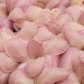 Pinguicula -inchCountess De Ville-inch product image 1