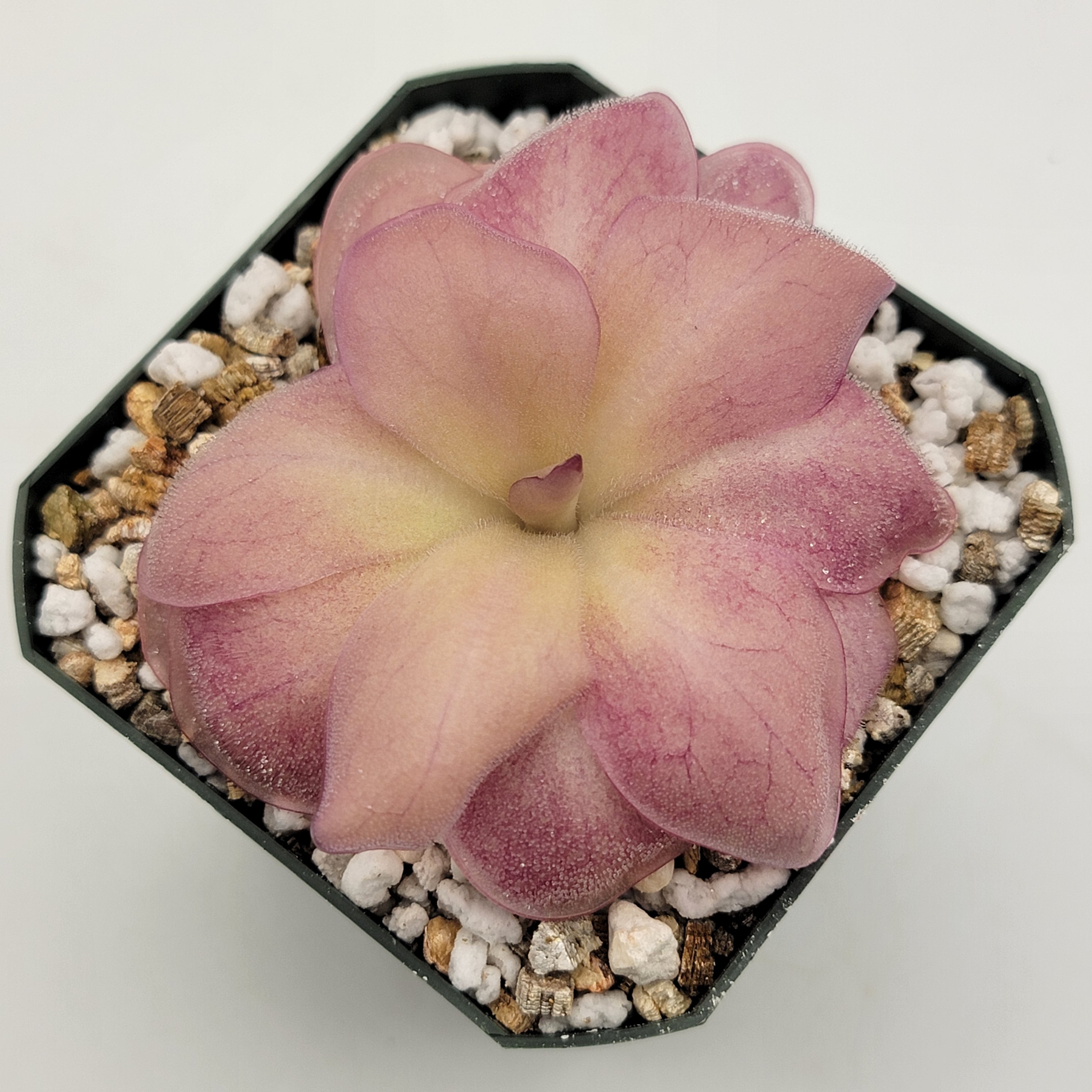 Pinguicula -inchCountess De Ville-inch product image 2