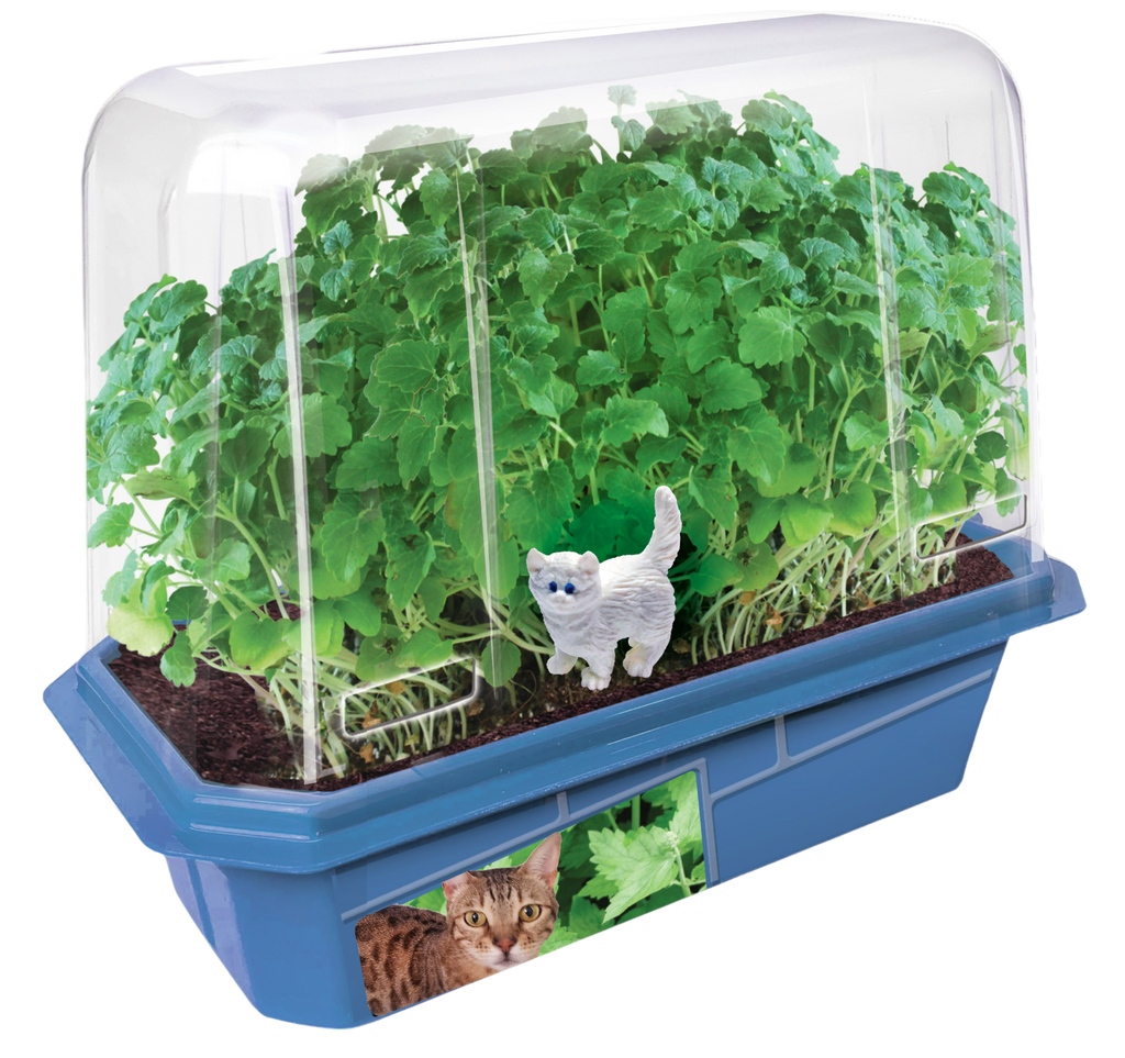 Crazy Cat Plant Mini World Terrarium product image 3