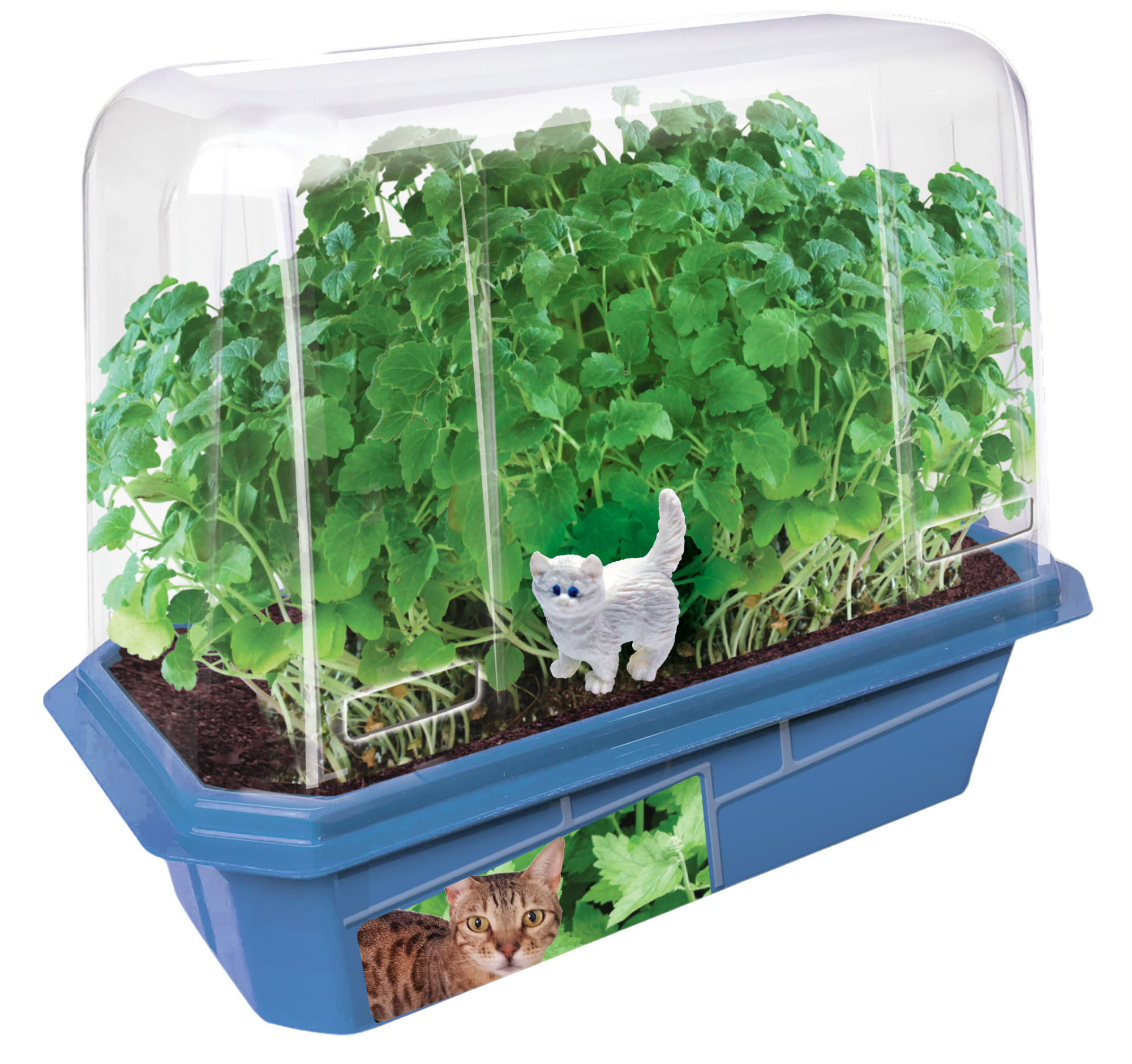 Crazy Cat Plant Mini World Terrarium product image 3