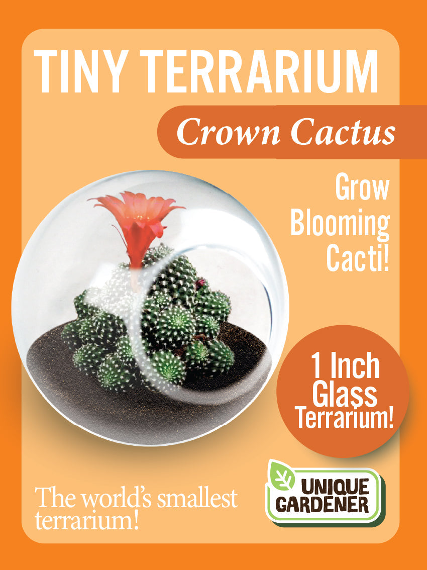 Flowering Cacti Tiny Terrariums Bundle - 2 each of 3 Varieties product image 4
