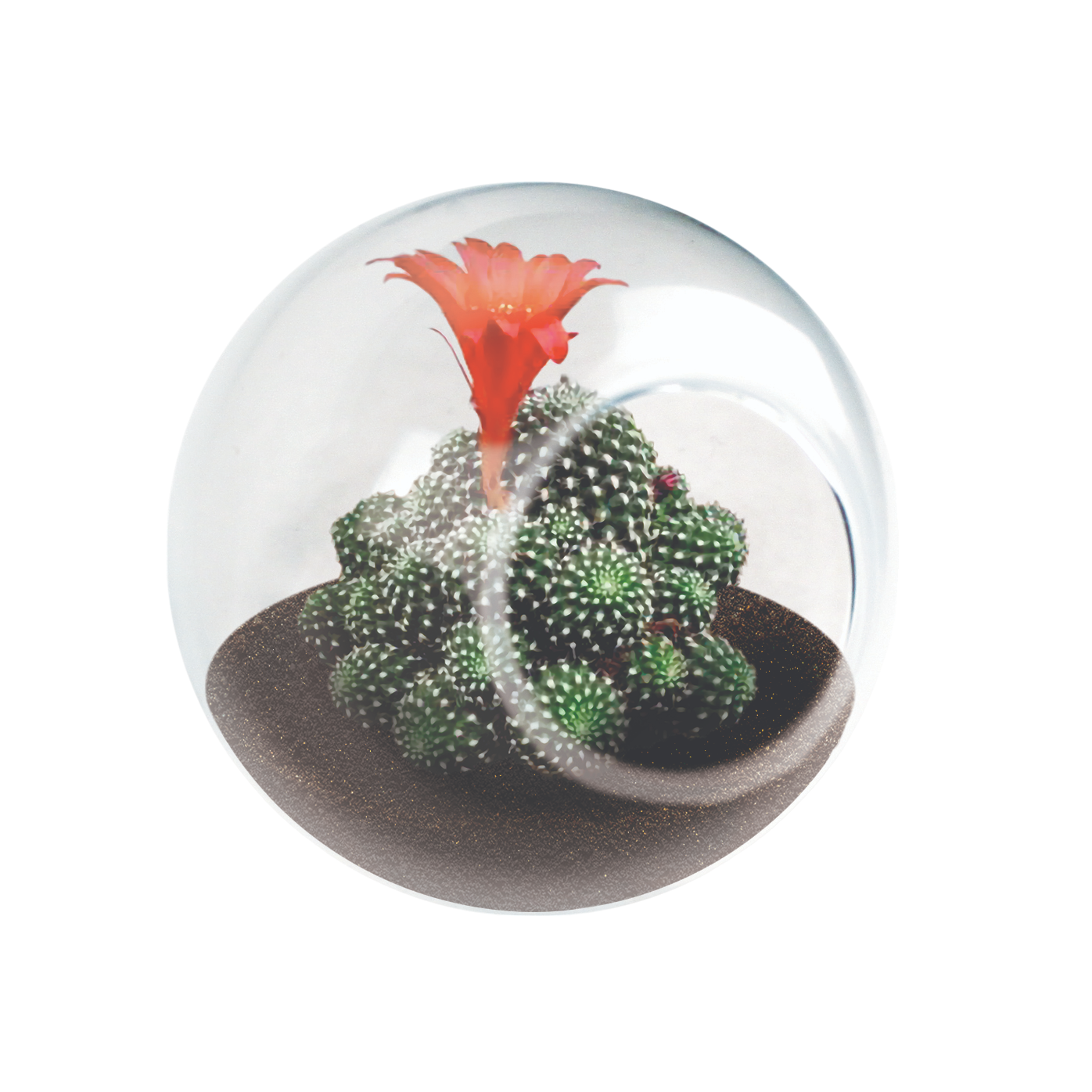 Flowering Cacti Tiny Terrariums Bundle - 2 each of 3 Varieties product image 5