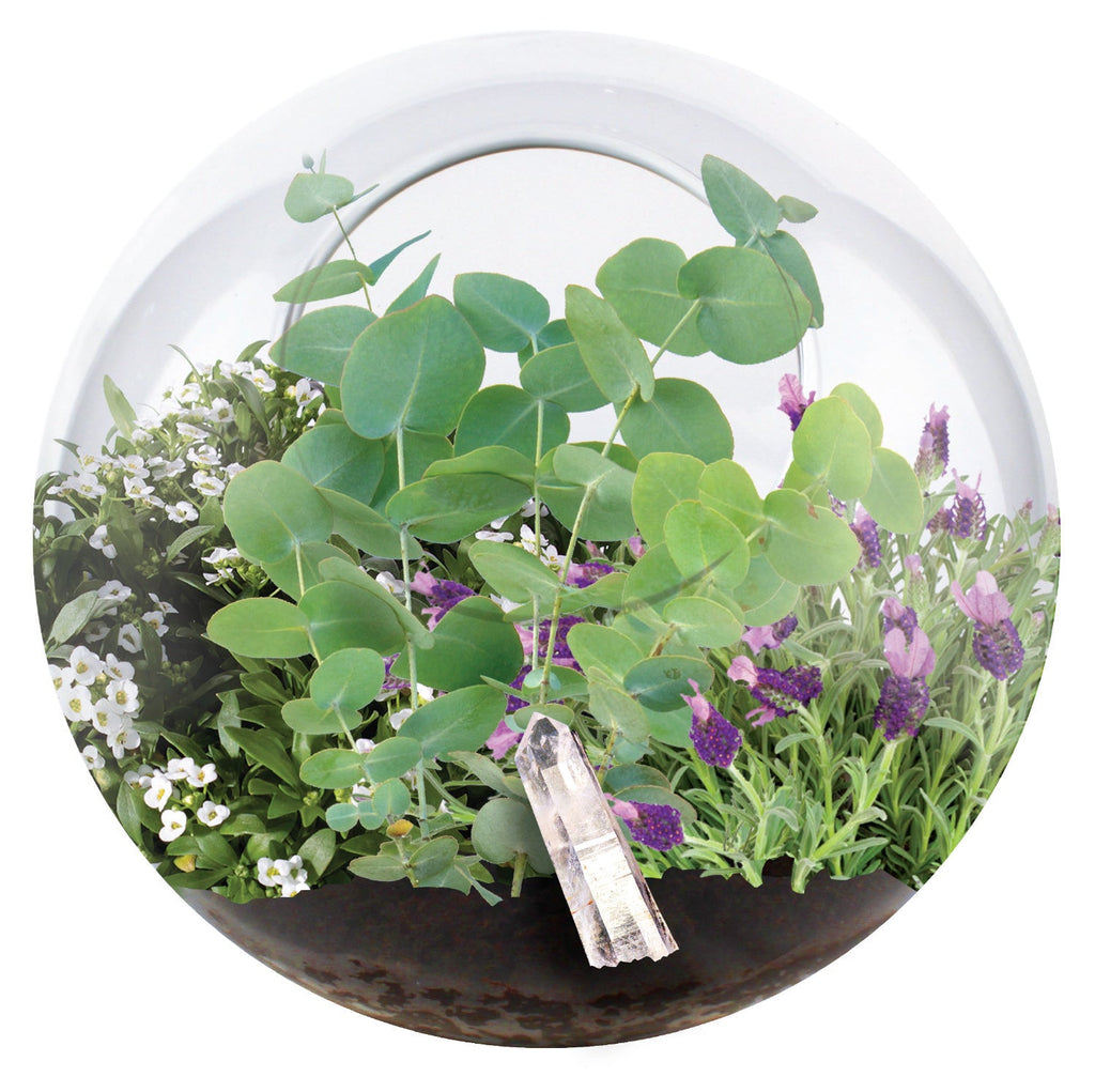 Crystal Glass Garden Seed Starting Terrarium product image 2