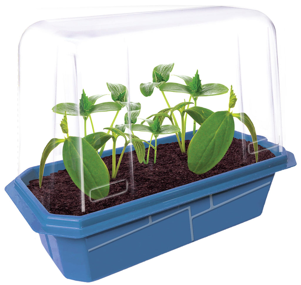 Slicing Cucumbers Sprouter Terrarium product image 2