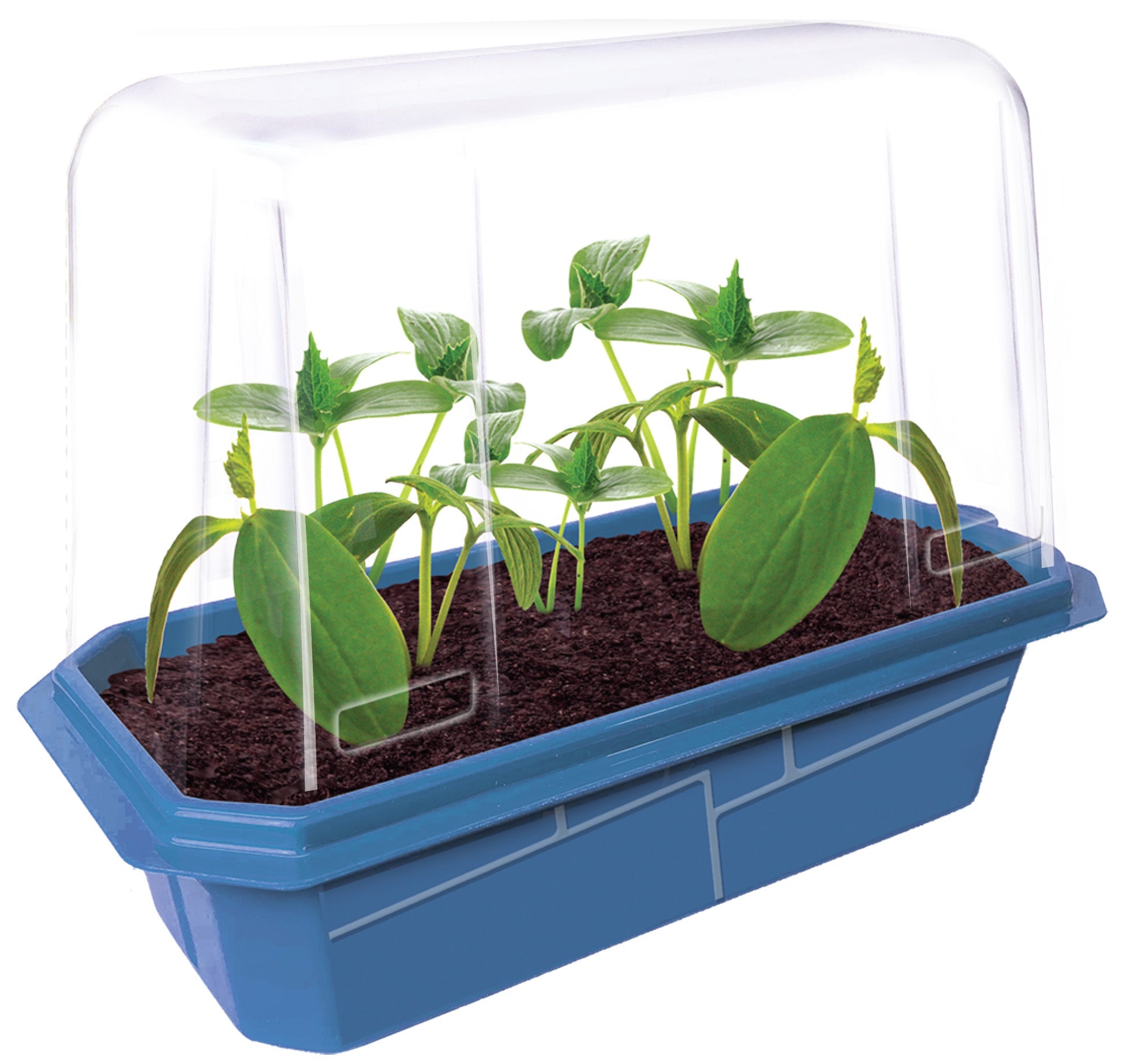 Slicing Cucumbers Sprouter Terrarium product image 2
