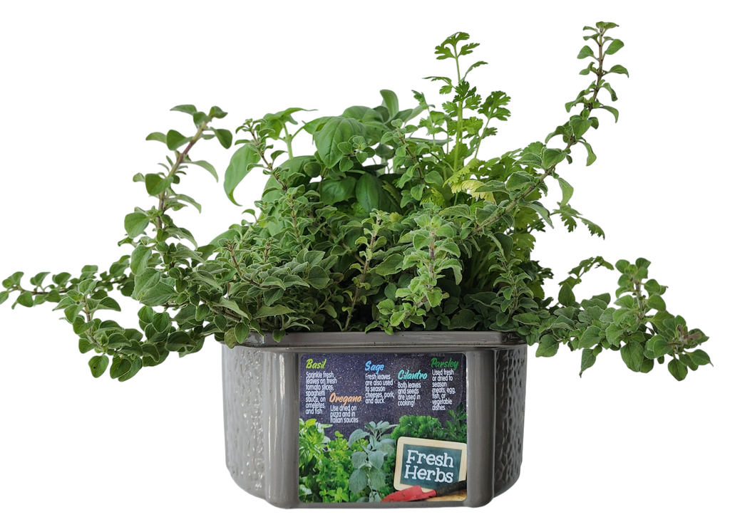 Culinary Herb Collection Biosphere Terrarium product image 3