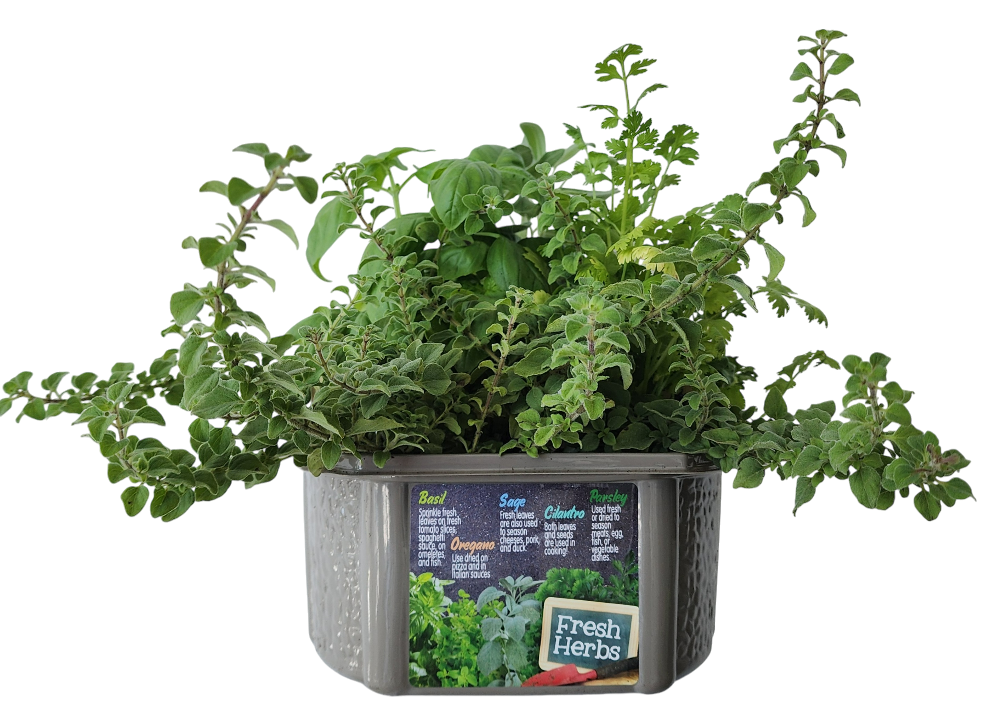 Culinary Herb Collection Biosphere Terrarium product image 3