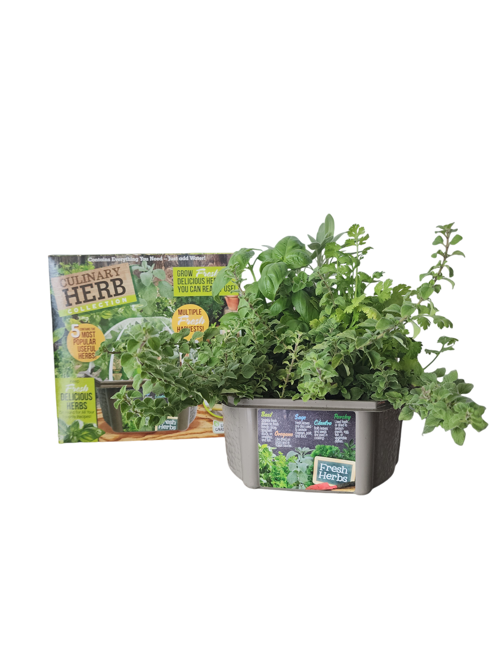 Culinary Herb Collection Biosphere Terrarium product image 8