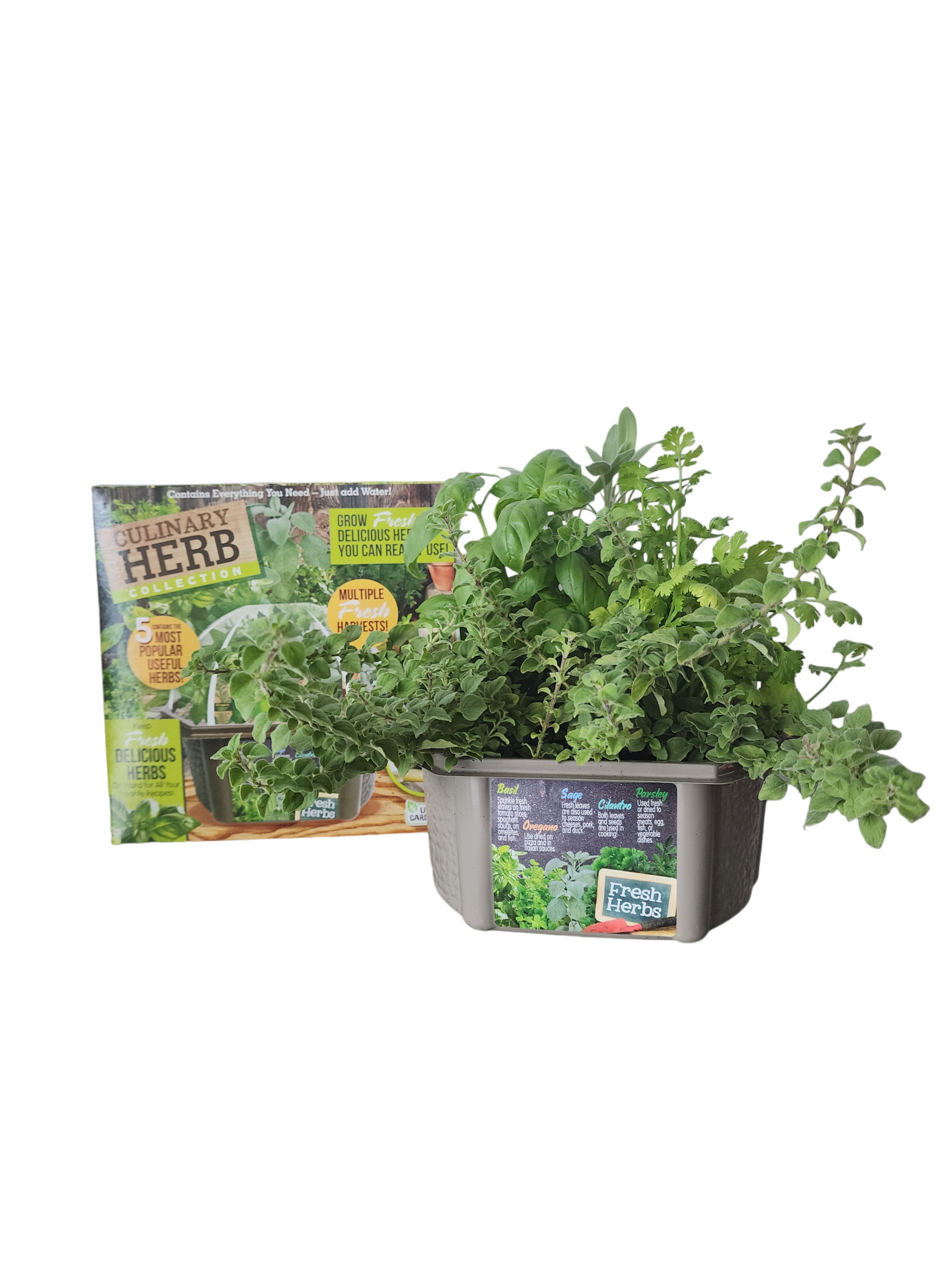 Culinary Herb Collection Biosphere Terrarium product image 8