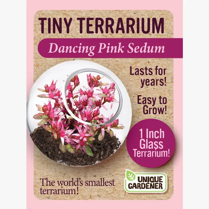 Sedum Tiny Terrariums Bundle - 1 each of 4 Varieties product image 2