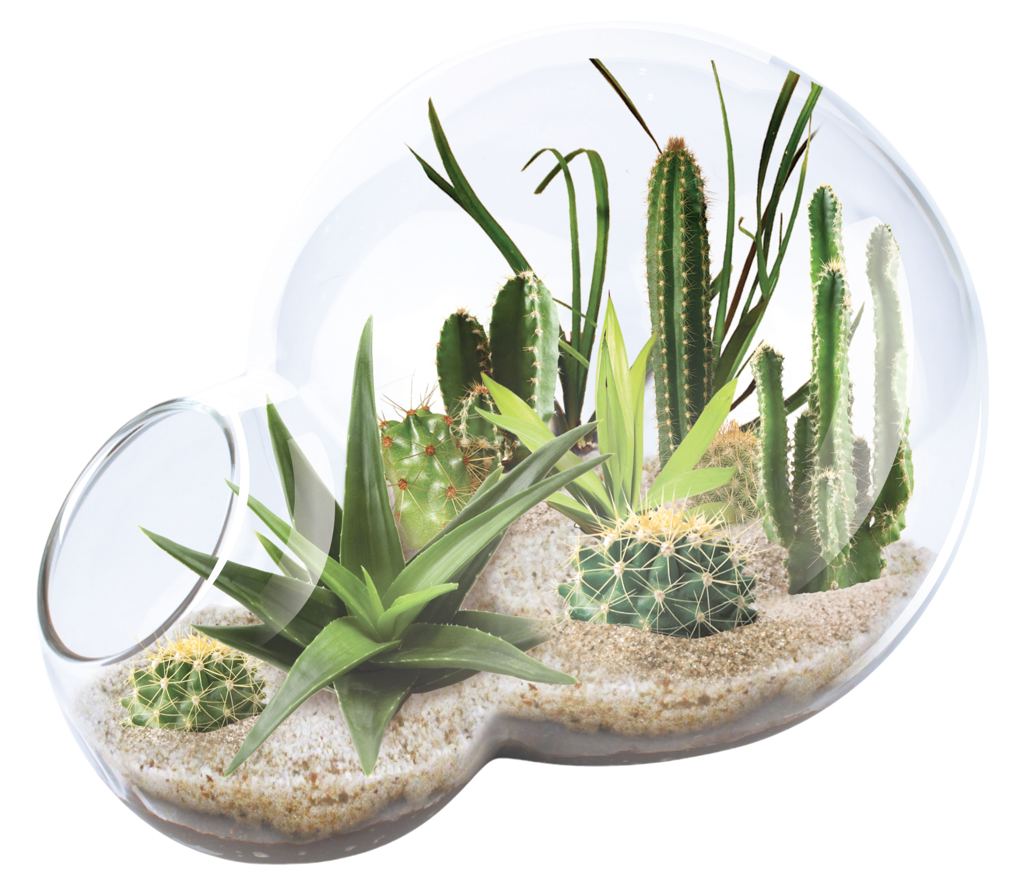 Desert Escape Growarium Succulent and Cacti Seed Terrarium Kit — product image 3