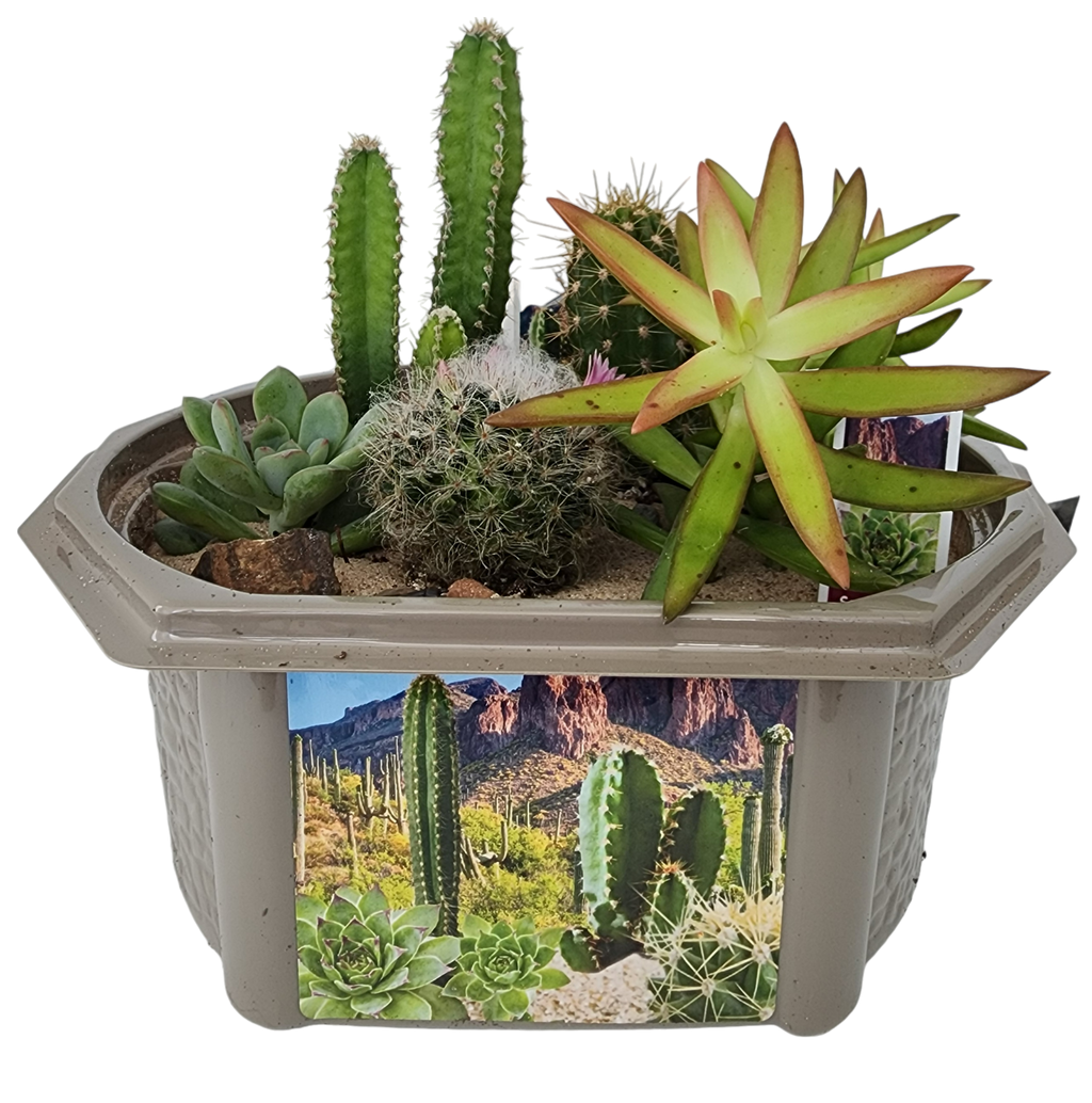 Desert Dome Biosphere Terrarium product image 2