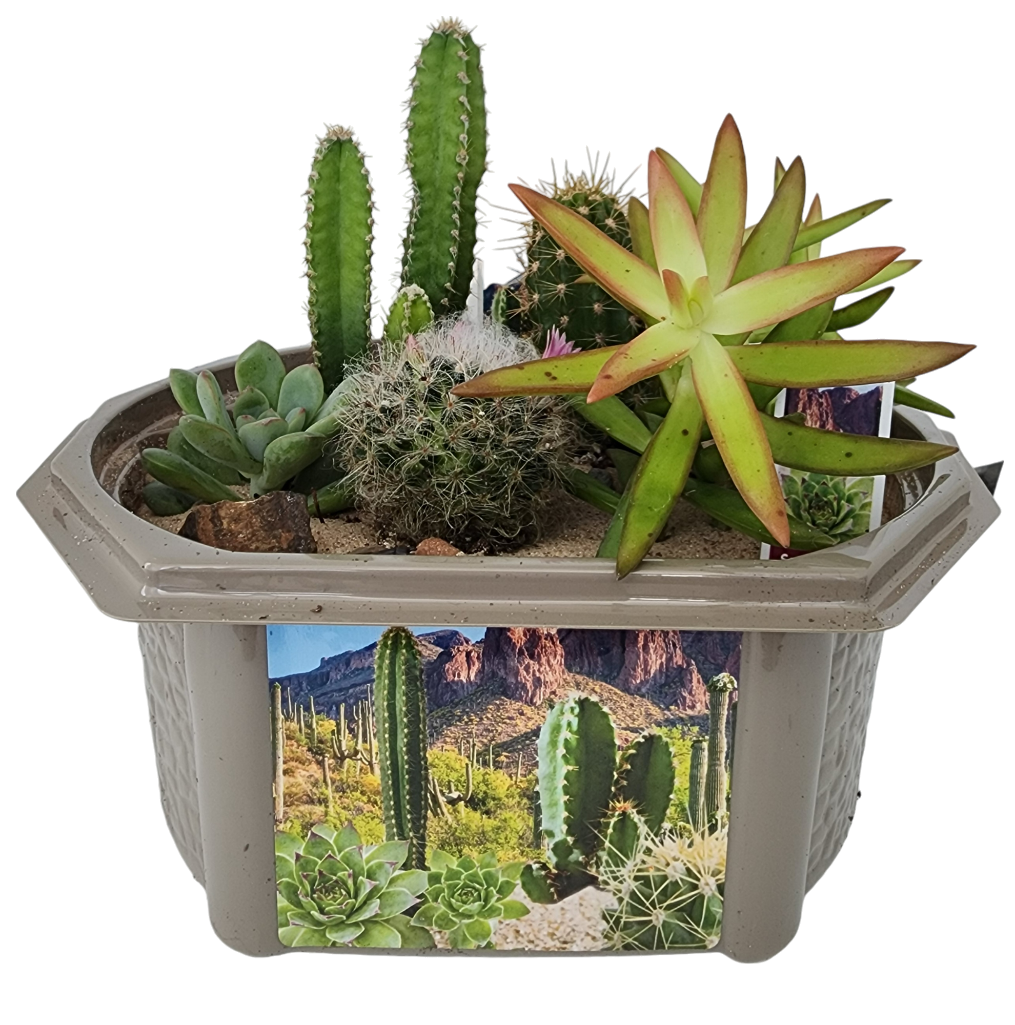 Desert Dome Biosphere Terrarium product image 2