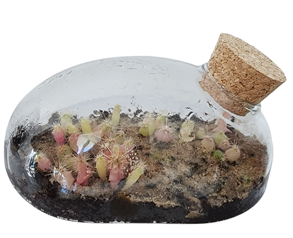 The Desert Mouse Garden Glass Terrarium with Cork product image 6