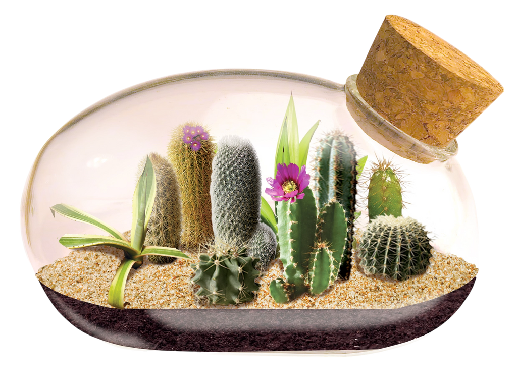 The Desert Mouse Garden Glass Terrarium with Cork product image 2