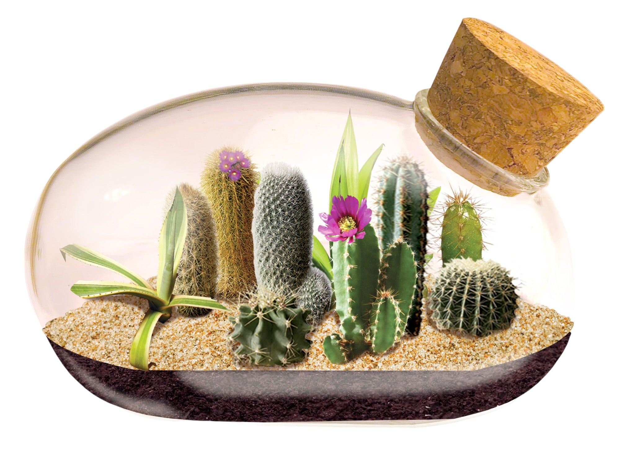 The Desert Mouse Garden Glass Terrarium with Cork product image 2